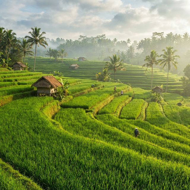 Ubud Rice Terrace